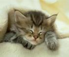 uyku, kedi yavrusu Islahı